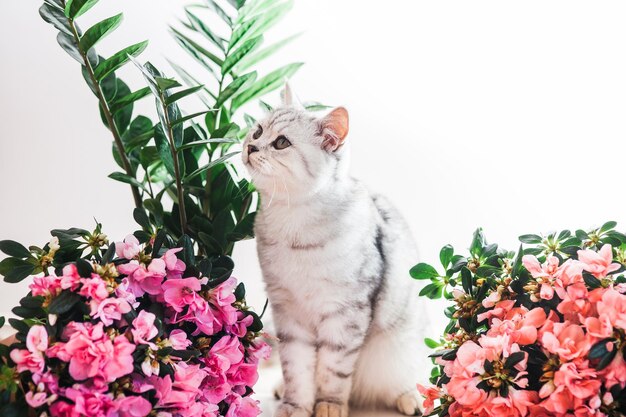 Bellissimo gatto che gioca con i vasi di fiori