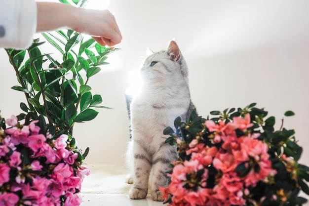 Bellissimo gatto che gioca con nastri colorati Gattino grigio divertente