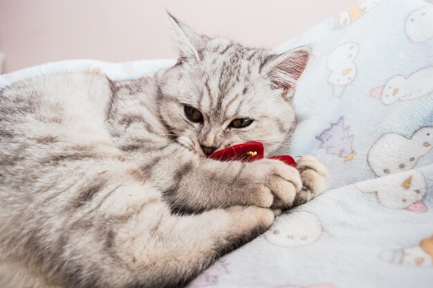 Bellissimo gatto che gioca con nastri colorati Gattino grigio divertente