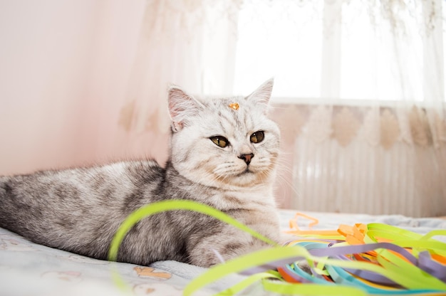 Bellissimo gatto che gioca con nastri colorati Gattino grigio divertente