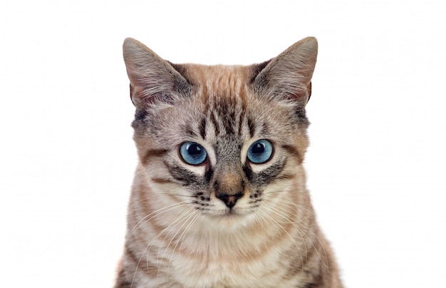 Bellissimo gatto con gli occhi blu