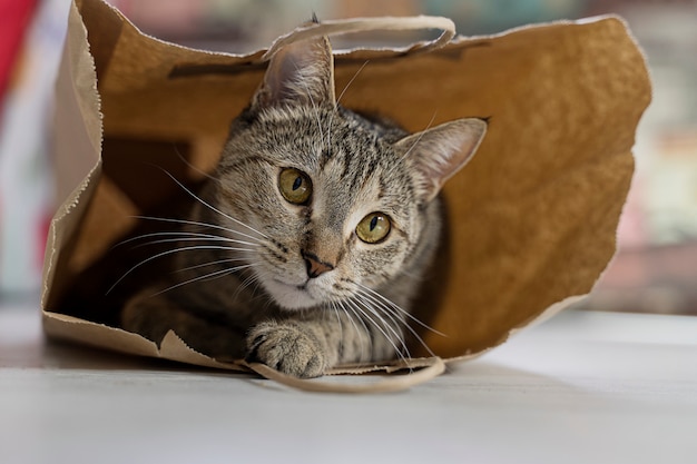 Bellissimo gatto con gli occhi gialli in un pacchetto artigianale