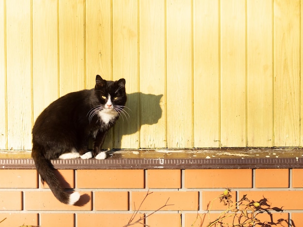 Bellissimo gatto da cortile che si crogiola al sole