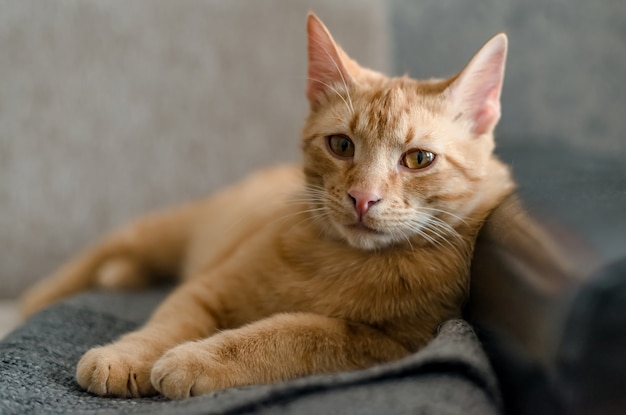 Bellissimo gatto dai capelli rossi a strisce sdraiato sul divano che riposa e guarda la telecamera