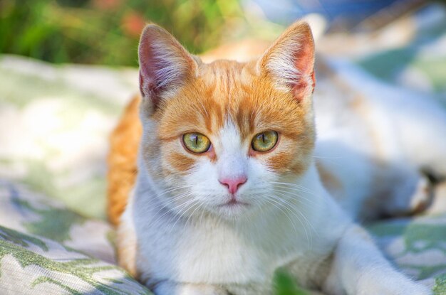 Bellissimo gatto di strada da vicino