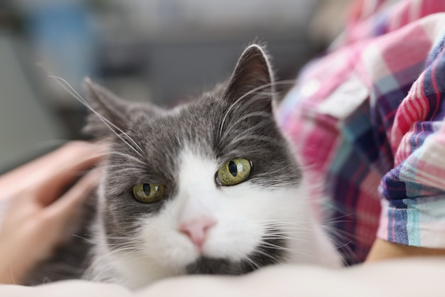 Bellissimo gatto domestico di razza seduto sulle ginocchia del proprietario a casa