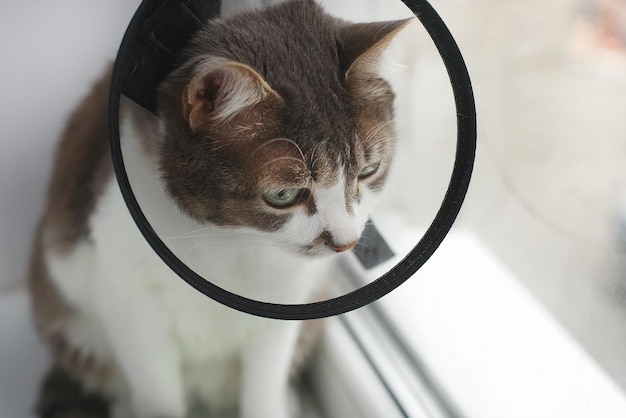 Bellissimo gatto domestico in un collare veterinario dopo il primo piano di un intervento chirurgico