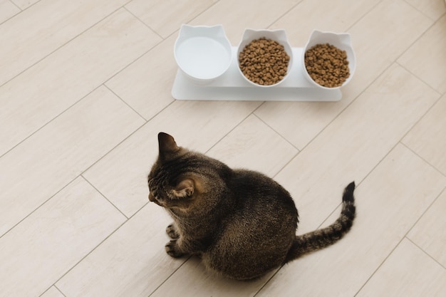 Bellissimo gatto domestico mangia cibo secco in cucina Ritratto
