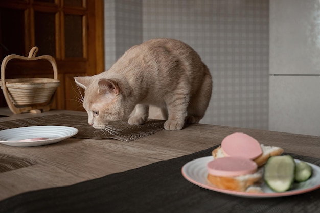 bellissimo gatto domestico rosso ruba il cibo dal tavolo in cucina in assenza di persone