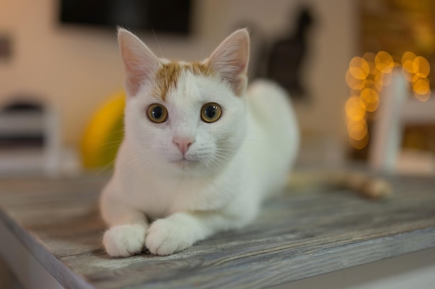 Bellissimo gatto domestico seduto sul tavolo a casa guardando la fotocamera Rilassante animale domestico a strisce pelose e pelose