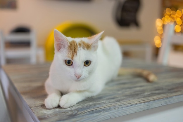 Bellissimo gatto domestico seduto sul tavolo a casa guardando la fotocamera Rilassante animale domestico a strisce pelose e pelose