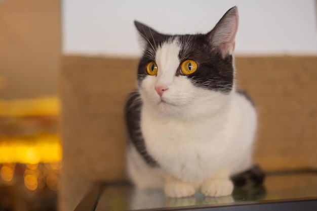 Bellissimo gatto domestico seduto sul tavolo a casa guardando la fotocamera Rilassante animale domestico a strisce pelose e pelose