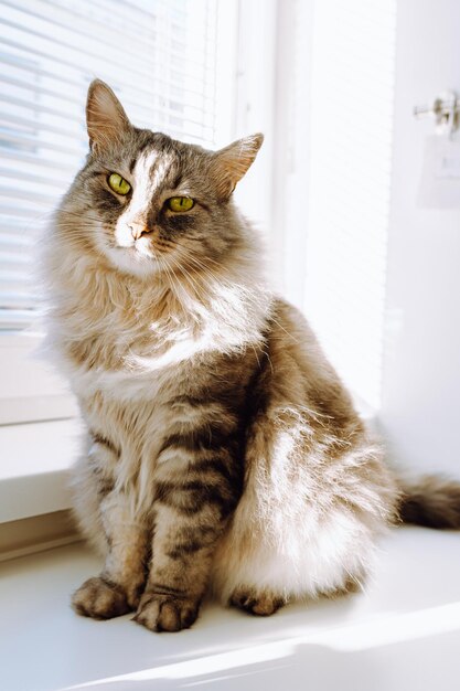 Bellissimo gatto domestico soffice dai capelli lunghi Maine Coon di razza, seduto in posa, guardando la fotocamera