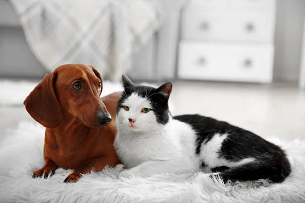 Bellissimo gatto e cane bassotto sul tappeto al coperto