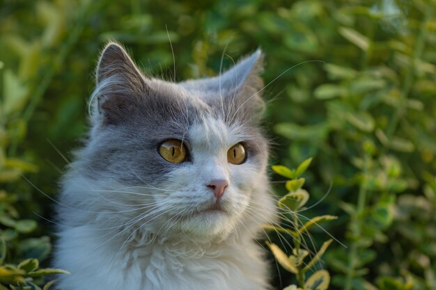 Bellissimo gatto e piante fiorite in giardino