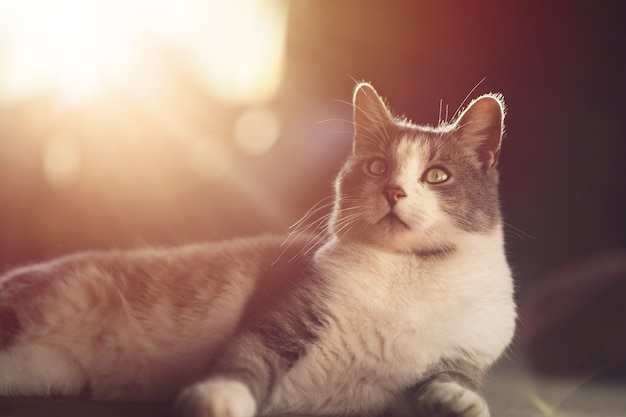 Bellissimo gatto grigio alla luce del sole gatto nell'ora d'oro sdraiato sul pavimento