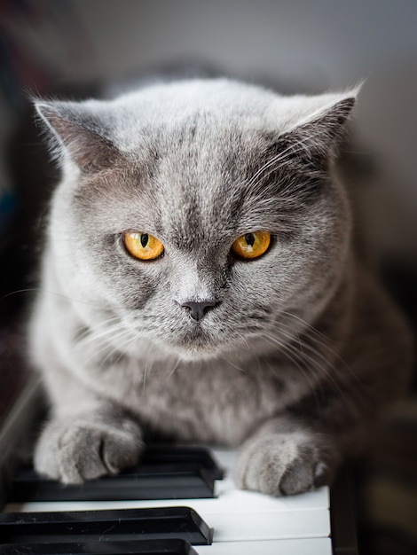 Bellissimo gatto grigio britannico si siede sui tasti di un pianoforte, ritratto di Close-up, grandi occhi gialli