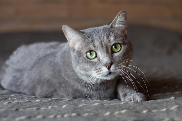 Bellissimo gatto grigio carino con occhi verdi L'animale si trova sul letto