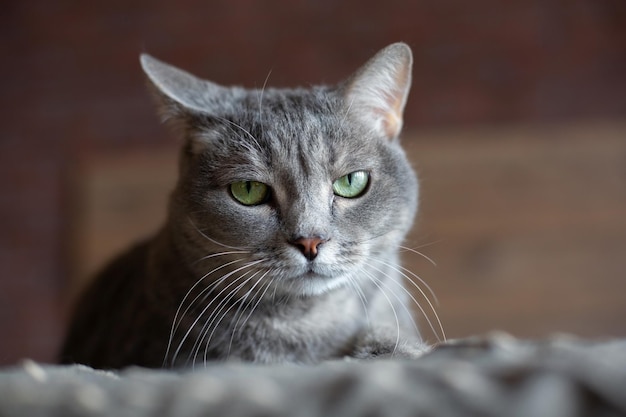 Bellissimo gatto grigio carino con occhi verdi L'animale si trova sul letto