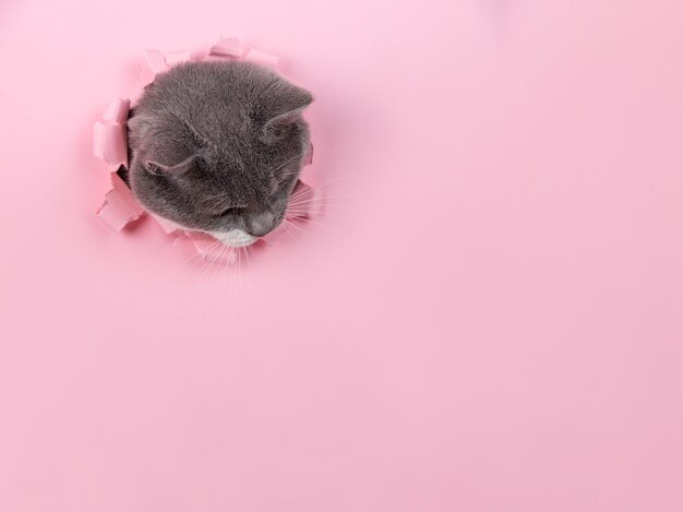 Bellissimo gatto grigio carino fa capolino da un buco in carta rosa. copia spazio.