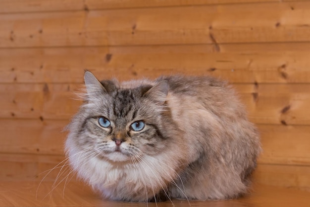 Bellissimo gatto grigio con gli occhi azzurri