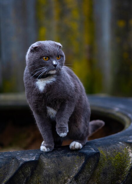 Bellissimo gatto grigio con macchie bianche in natura