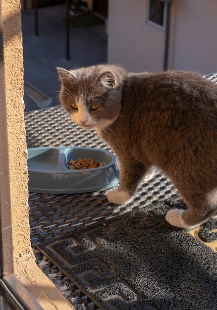 Bellissimo gatto grigio davanti alla porta