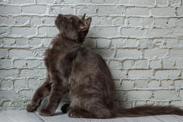 Bellissimo gatto grigio su uno sfondo di muro di mattoni