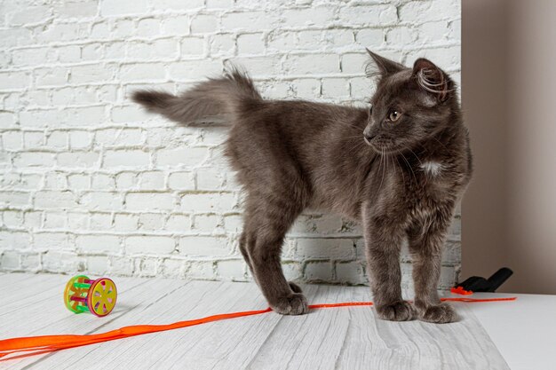 Bellissimo gatto grigio su uno sfondo di muro di mattoni