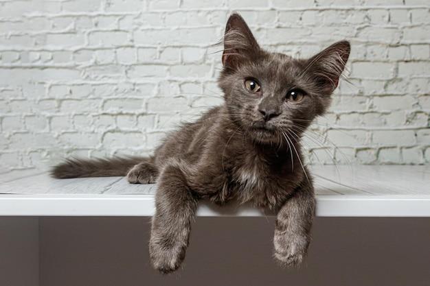 Bellissimo gatto grigio su uno sfondo di muro di mattoni