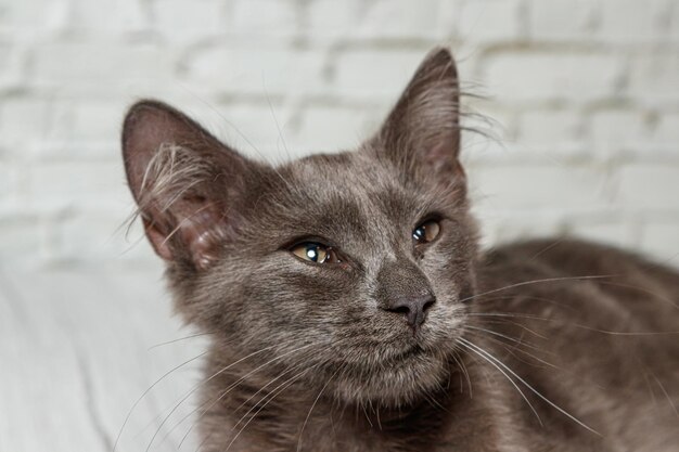 Bellissimo gatto grigio su uno sfondo di muro di mattoni