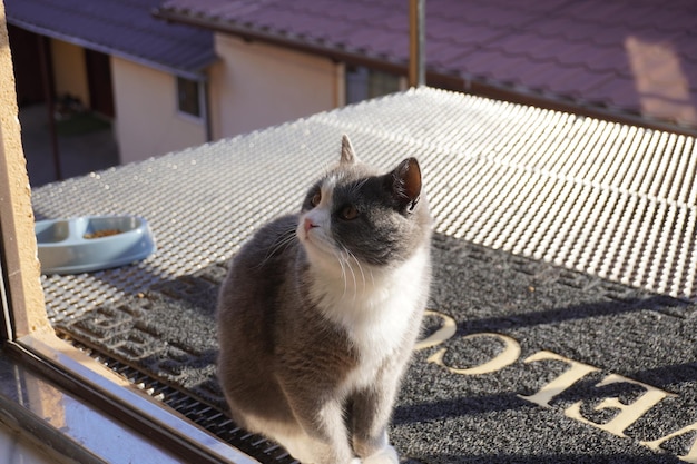 Bellissimo gatto grigio sul tetto della casa