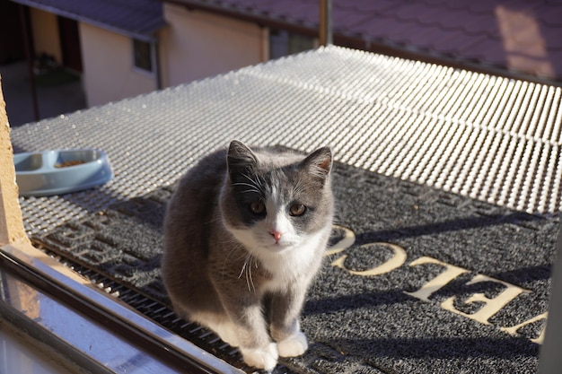 Bellissimo gatto grigio sul tetto della casa