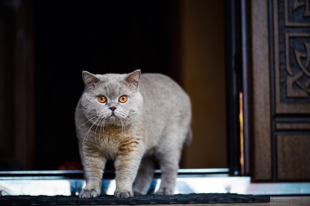 Bellissimo gatto in casa