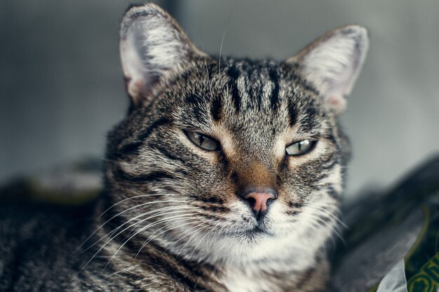 bellissimo gatto in primo piano