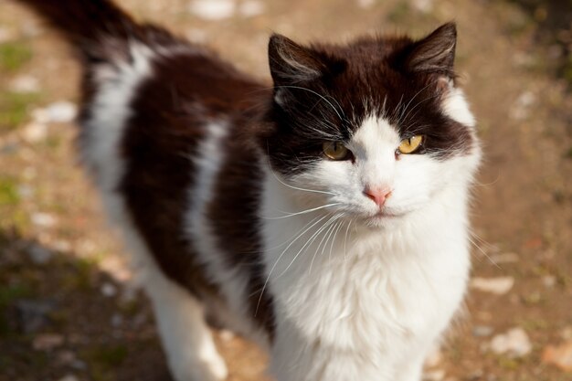 Bellissimo gatto libero nel campo