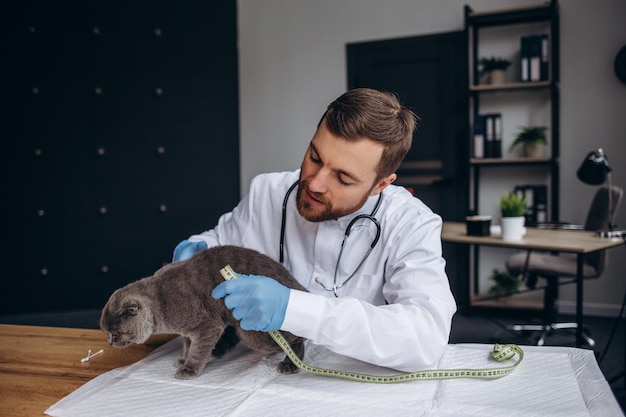 Bellissimo gatto presso la clinica veterinaria un medico lo tiene in mano e lo coccola concetto di cura degli animali domestici