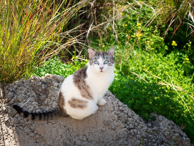 Bellissimo gatto randagio con un orecchio strappato e gli occhi azzurri si siede su una pietra tra l'erba