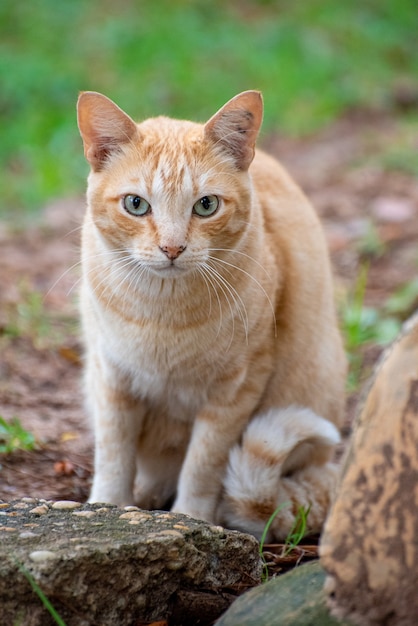 Bellissimo gatto randagio in Brasile che guarda con sospetto