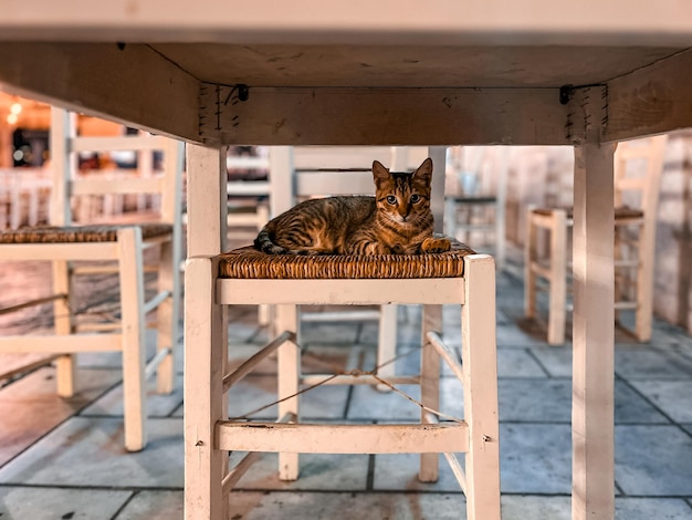 Bellissimo gatto randagio