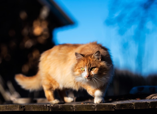 Bellissimo gatto rosso all'esterno