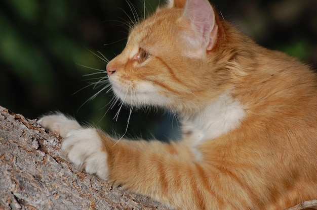 Bellissimo gatto rosso in giardino cammina vicino a un albero