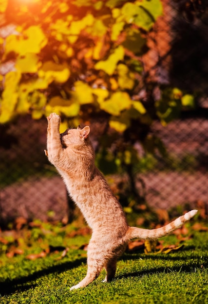 Bellissimo gatto rosso sull'erba verde Giorno d'estate