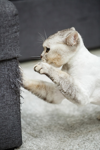 Bellissimo gatto scozzese grigio. Gatto di taglio di capelli con peli rasati sul corpo, taglio di capelli da compagnia