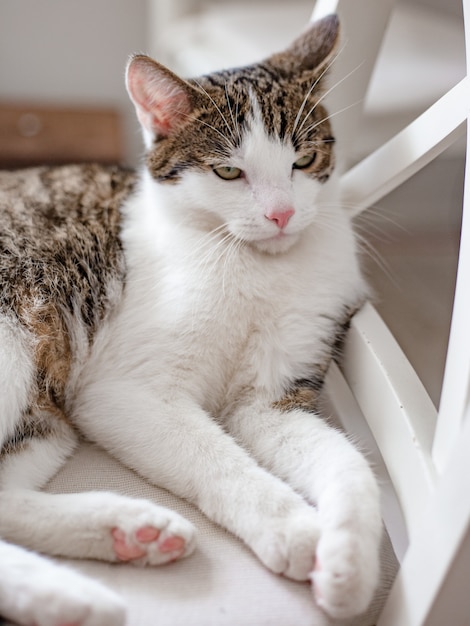 Bellissimo gatto sdraiato su una sedia a casa, al chiuso, faccia buffa espressione