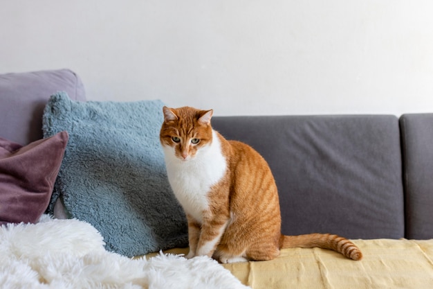 Bellissimo gatto seduto sul divano