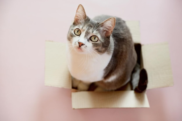 Bellissimo gatto si siede in una scatola di cartone e guarda in alto Animale domestico ben curato in attesa