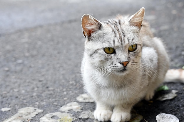 Bellissimo gatto si siede nel cortile della casa