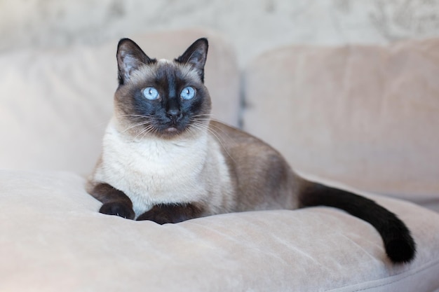 Bellissimo gatto siamese con occhi azzurri Animale domestico di razza pura a casa su un divano beige