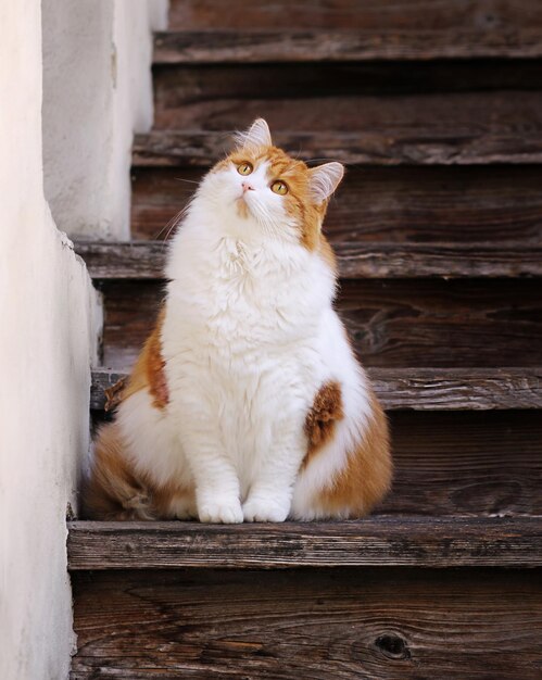 Bellissimo gatto soffice è seduto su scale di legno all'aperto
